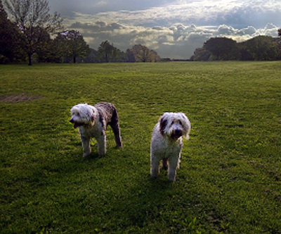 Mop & Ruf, 2012