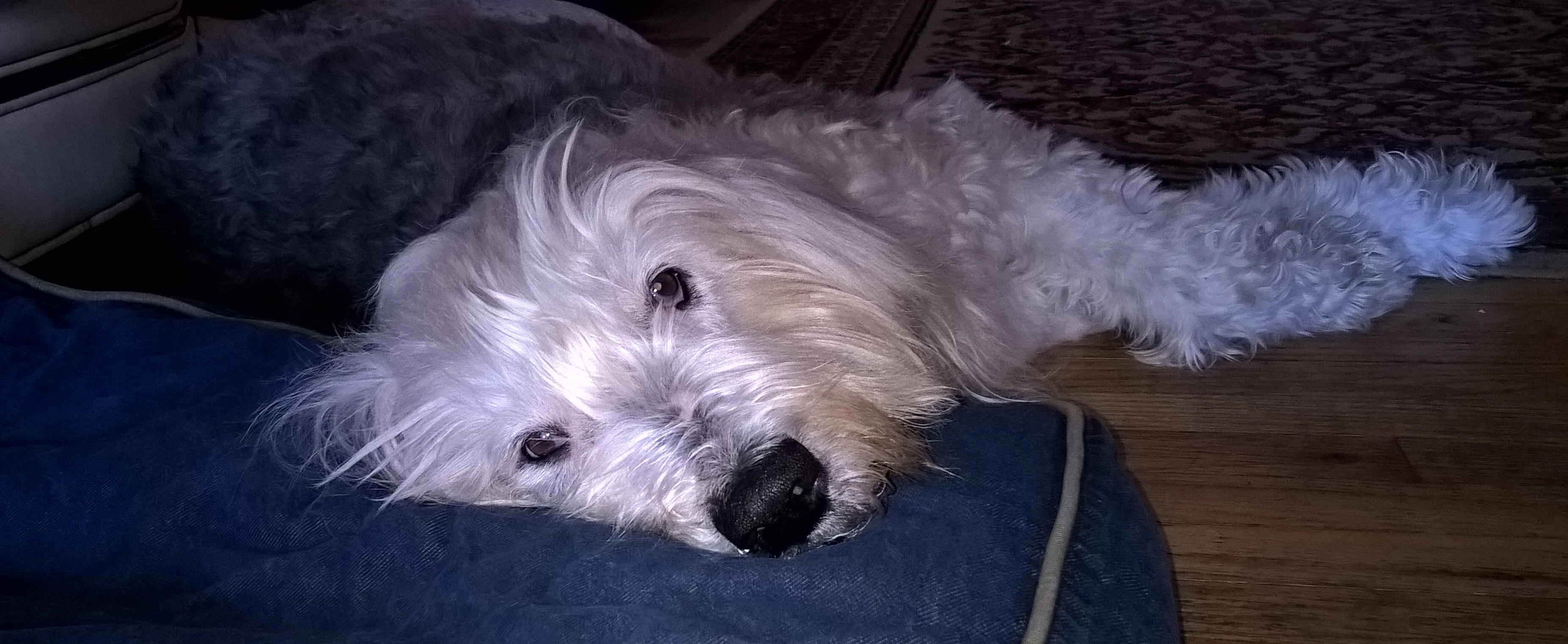 Mop